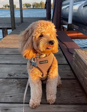 a dog sitting on a dock