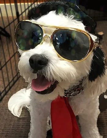 a dog wearing sunglasses and a red tie